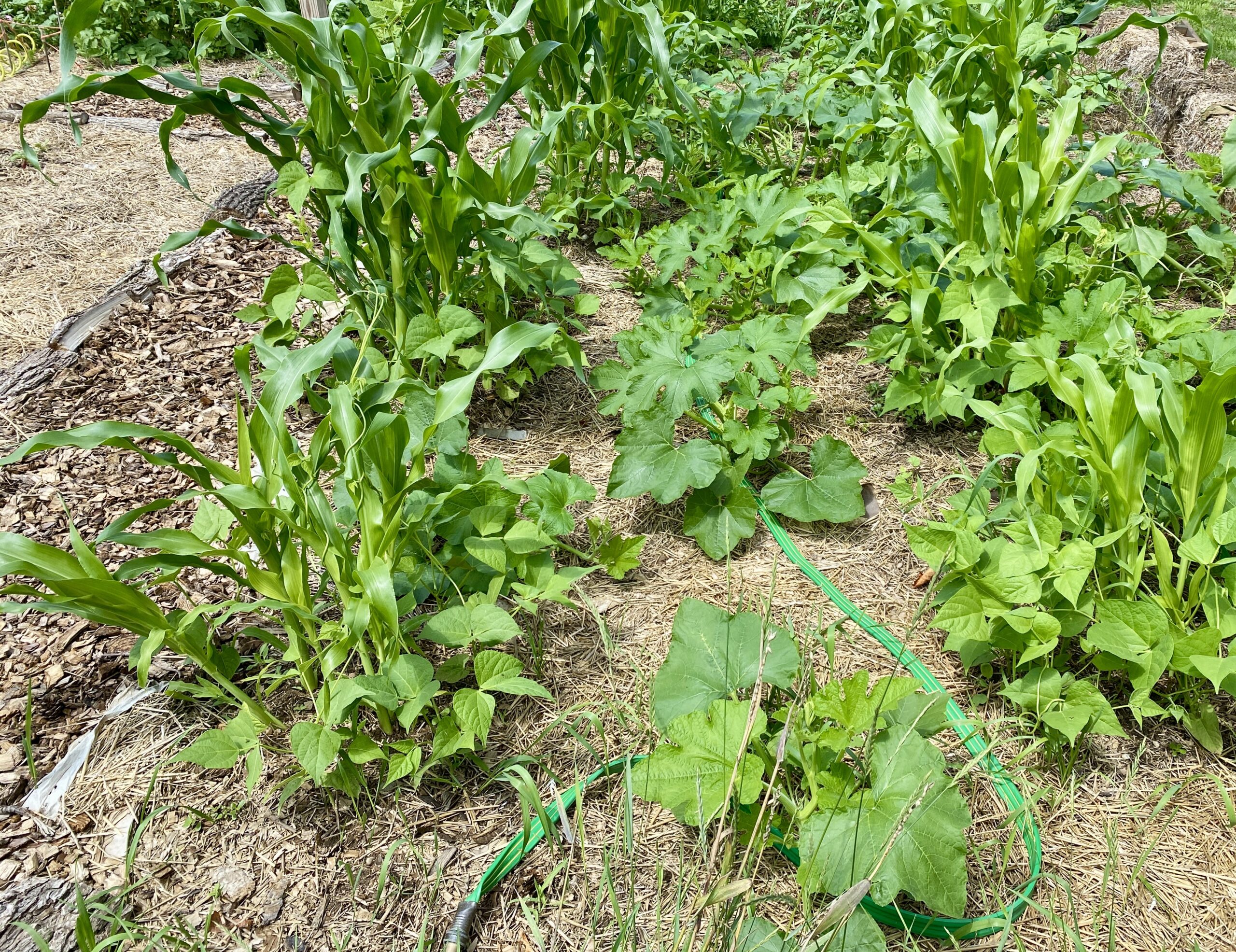 Three Sisters Garden of corn, pole beans and acorn squash