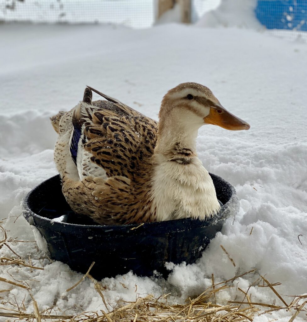 silver apple yard duck sitting in a black rubber bowl, snow is in the background