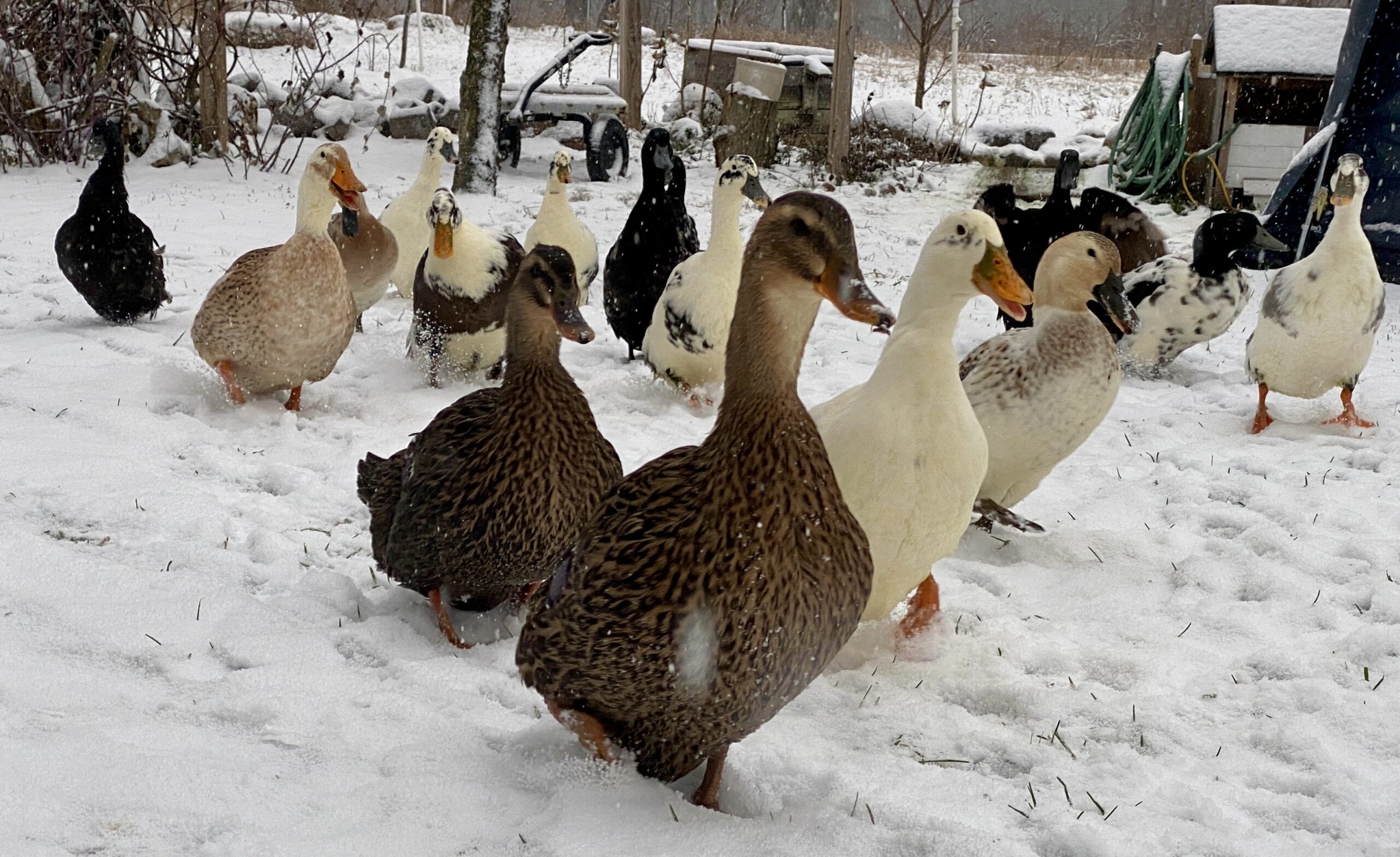 A flock of ducks in the snow, the ducks are walking in a v shape pattern