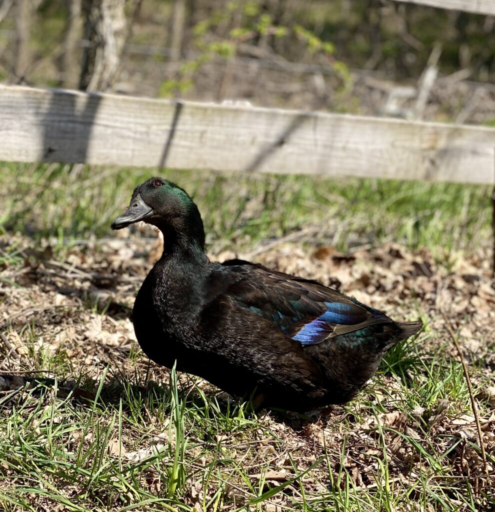 Cayuga duck tilting her head to look up