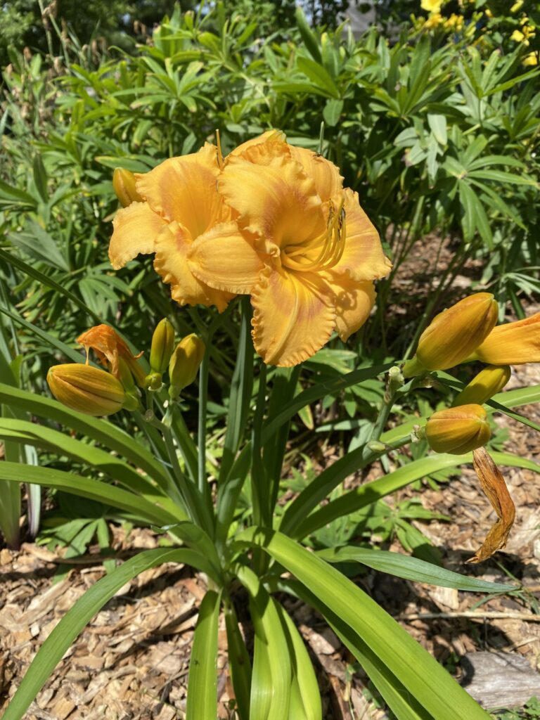 dark yellow day lily